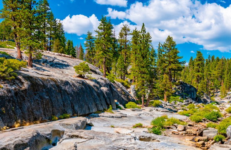 yosemite trees