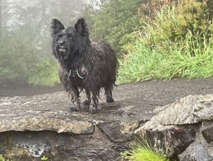 Terrier Oregon