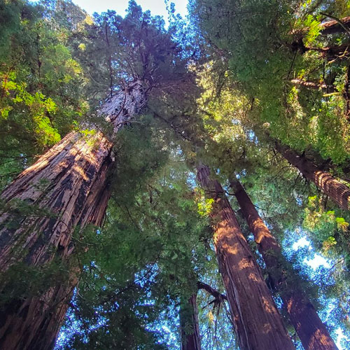 redwood national park